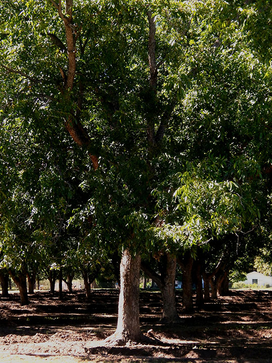 Boosting the pecanomy Arizona pecan production peaks