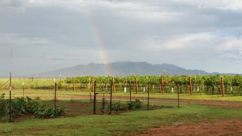 The view from one of the wineries in Southern Arizona. (Photo courtesy of Kat Crockett).