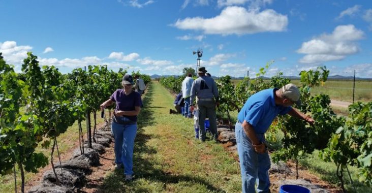 Friends and family of Kat Crockett help harvest wine grapes at Crockett’s vineyard. (Photo courtesy of Kat Crockett).