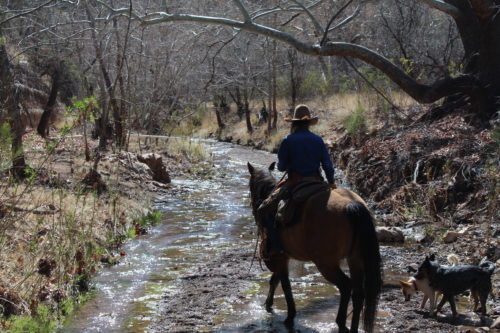 Peterson riding her horse Sis through the creek, routinely checking the cattle with her dogs right beside her. (Photo by Briannon Wilfong/El Inde).