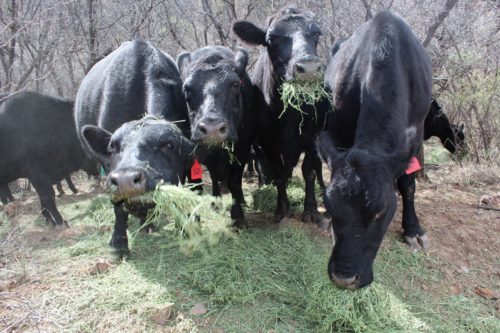 Peterson’s cattle are “over-friendly,” eating hay right out of Peterson’s hands or right alongside her truck. (Photo by Briannon Wilfong/El Inde).